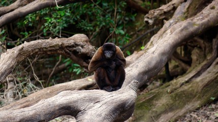 Wooly Monkey (sitting)