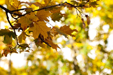 Fall, autumn, leaves background. A tree branch with autumn leaves of a maple on a blurred background. Landscape in autumn season