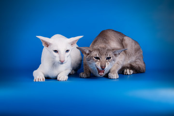 Oriental cat on colored backgrounds