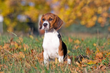 Portrait of nice beagle