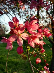 flowers in the garden