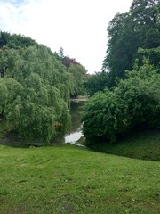 landscape with trees