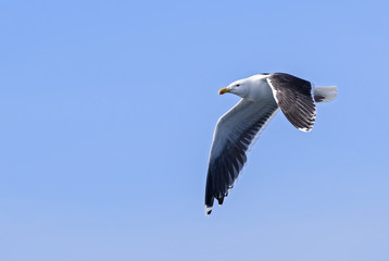 Great Black-backed Gull - Larus marinus, large gull from the North Atlantic ocean.