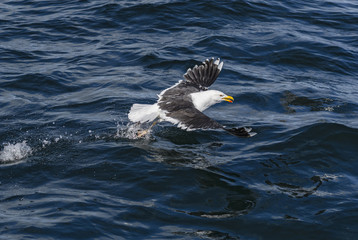 Great Black-backed Gull - Larus marinus, large gull from the North Atlantic ocean.
