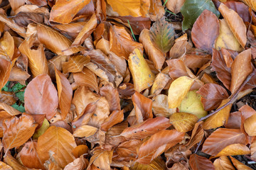 Fallen autumn leaves on the ground