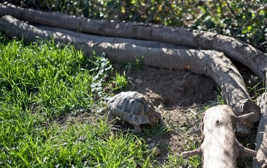 A turtle grazing in the grass