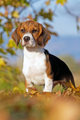 Portrait of nice beagle