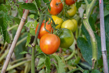 Tomotoes at various stages of growth