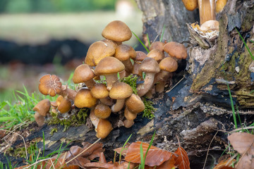 Wild mushrooms growing in a forest