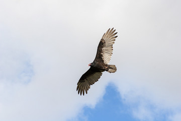 Turkey Vulture (Cathartes Aura)