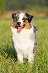 Portrait of nice australian shepherd dog