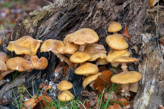 Wild mushrooms growing in a forest