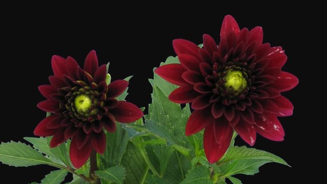 Time-lapse of opening red dahlia flower 17d1 in PNG+ format with ALPHA transparency channel isolated on black background
