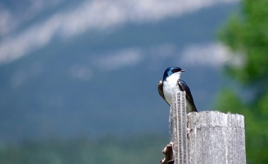 Tree Swallow