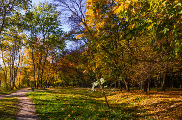 Naklejka premium City park in the sunny day in the autumn season