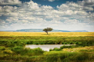 Single tree near to a lake and lot of grass aroud and beautiful clouds in background in National Park of Serengeti Tanzania - obrazy, fototapety, plakaty