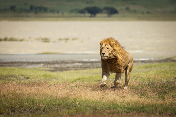 Naklejka premium Lew na trawie gotowy do polowania w Parku Narodowym Ngorongoro w Tanzanii