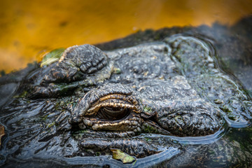 Alligator from the Sawgress Recreational Park in Florida