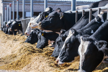breed of hornless dairy cows eating silos fodder in cowshed farm somewhere in central Ukraine, agriculture industry, farming and animal husbandry concept