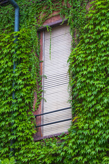 View of house facade with wall, covered by overgrown creeper plant