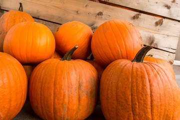 Harvest pumpkin rice straw background.
