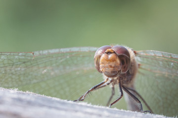 Gl&uuml;ckliche Libelle