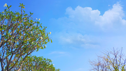 Blue clouds sky and Green trees, Natural sun flare background, beautiful view landscape, ecology texture, wallpaper design