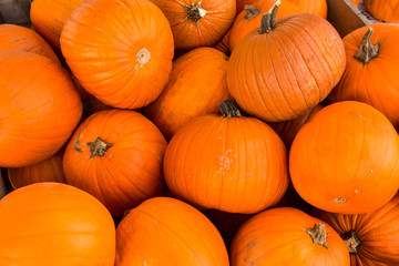 Harvest pumpkin rice straw background.