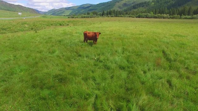 Aerial survey of Cows in the meadow. cow grazing in a meadow