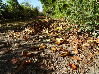Herbstlicher Spazierweg