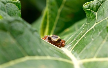 Clown Tree Frog (close up)