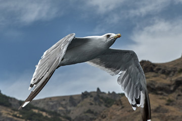 Russia. Crimea. Koktebel. Karadag Gull