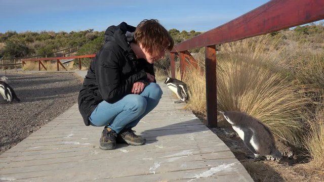 Interaction of tourist girl with chick of Magellanic Penguin (Spheniscus magellanicus). Punta Tombo, Chubut, Argentina 
