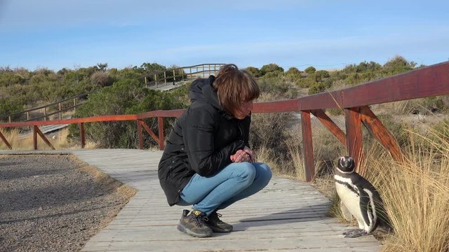 Interaction of tourist girl with Magellanic Penguin (Spheniscus magellanicus). Punta Tombo, Chubut, Argentina