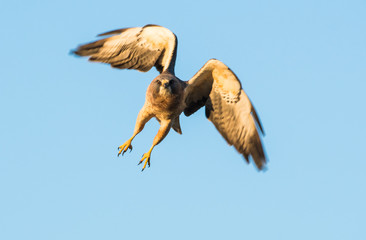 Hawk