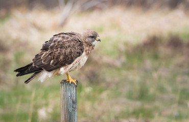 Hawk