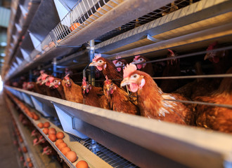 Factory Chicken egg production. Red chickens are seated in special cages. Linear perspective. Agribusiness company.
