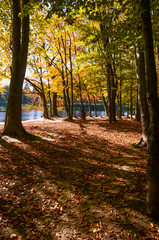 Fototapeta premium City park in the sunny day in the autumn season
