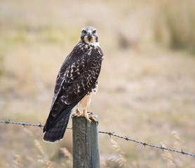 Hawk