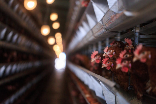 Factory Chicken egg production. Red chickens are seated in special cages. Linear perspective. Agribusiness company.