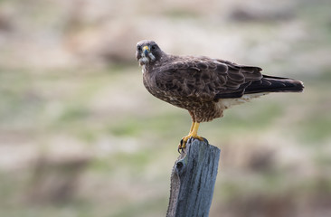 Hawk