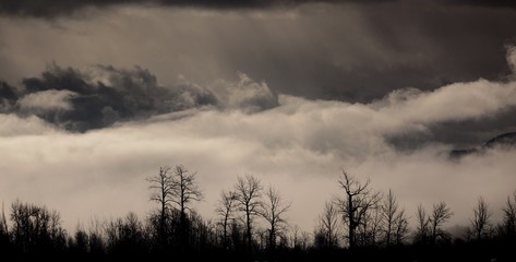 Mystic Wetland