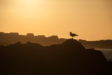 Seagull silhouette