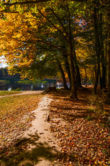 City park in the sunny day in the autumn season