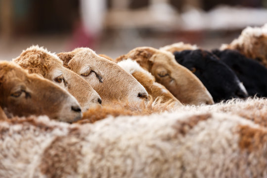Brown and black lambs lined up in a row - captured at the Animal Market in Kashgar (Xinjiang Province, China, Asia).