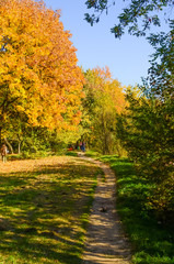 City park in the sunny day in the autumn season