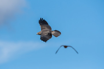 Hawk