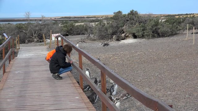 Girl is watching Magellanic Penguins (Spheniscus magellanicus). Punta Tombo, Chubut, Argentina 