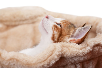 Portrait of nice kitten on isolated background