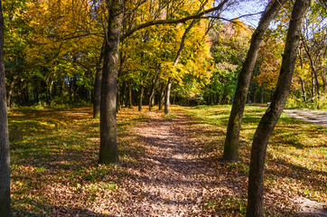 City park in the sunny day in the autumn season